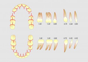 Esquemas que analizan las superficies radiculares expuestas al movimiento dentario en el cierre de espacios de ambas arcadas. A la derecha: magnitud de dichas superficies en cm2.